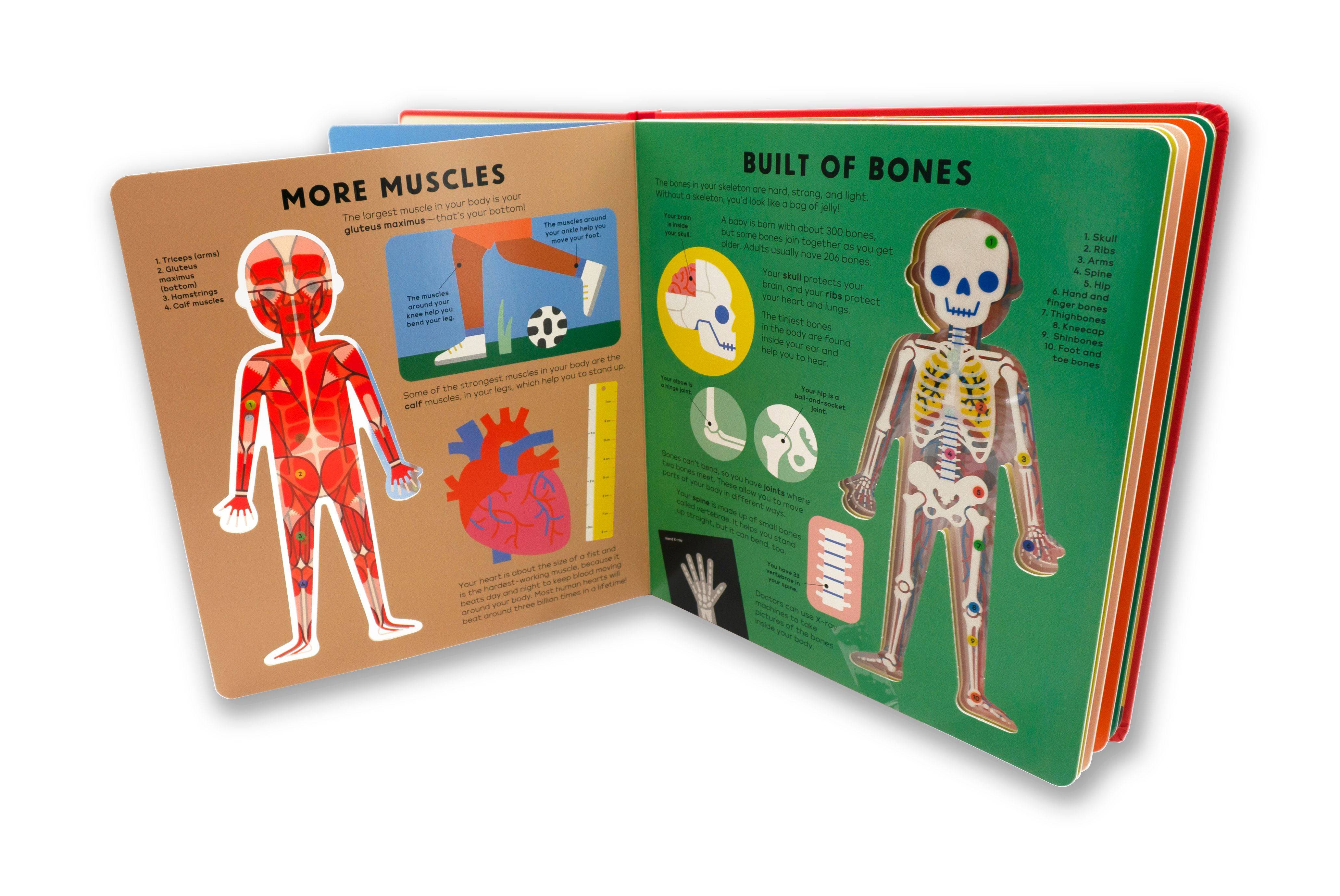 Kids anatomy toy online